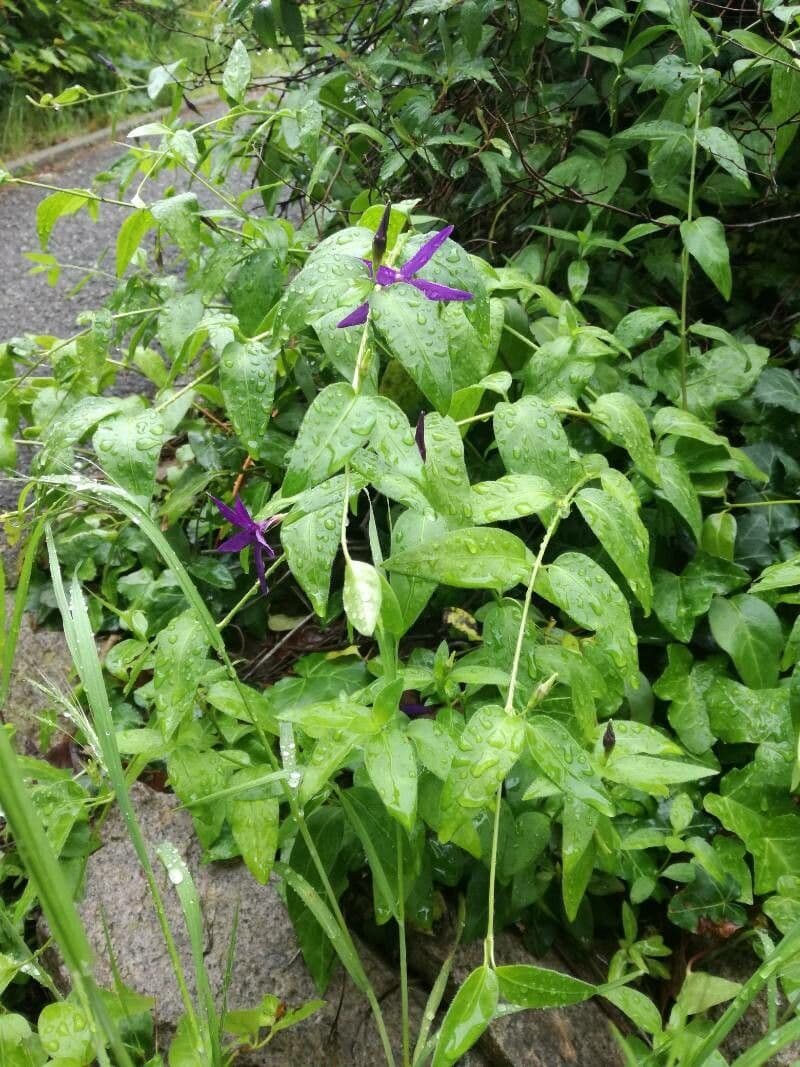 Kraeuteriges Immergruen mit blauen Bluten