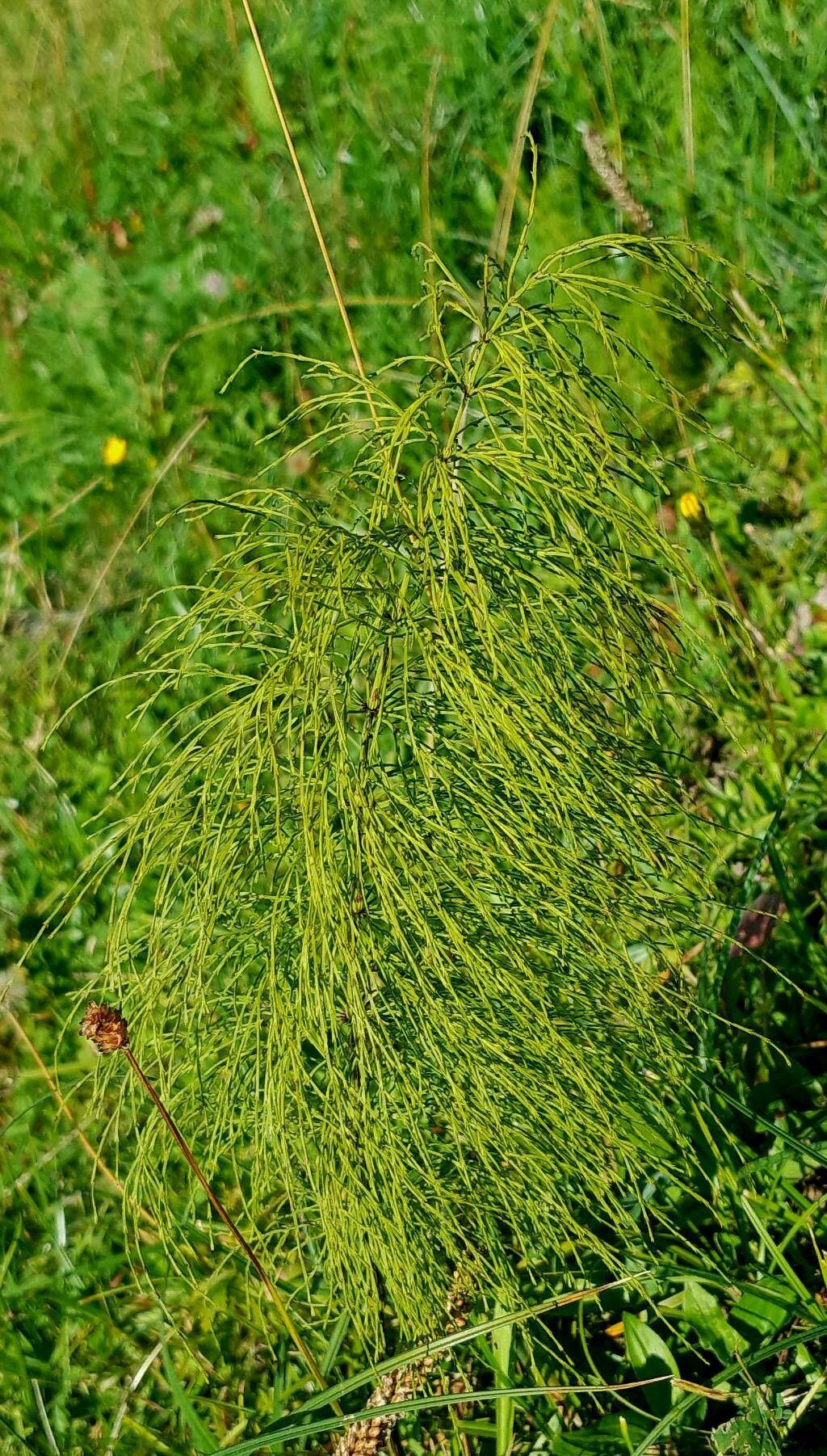 Wald-Schachtelhalm im feuchten Laubwald mit filigranen, sternförmig verzweigten Stängeln im Morgendunst