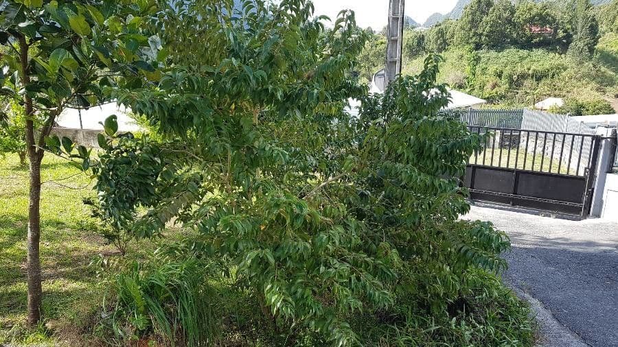 Arbre cerise de Ceylan avec grappes de fruits rouges en climat tropical