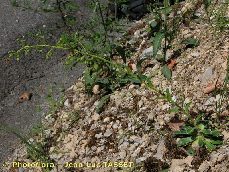 Saxifraga mutata mit safrangelben sternfoermigen Blueten auf hohen Stielen ueber einem alpinen Felsstandort