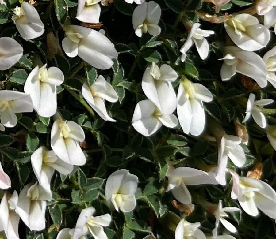 Trefle a une fleur (Trifolium uniflorum) avec ses fleurs blanches sur sol rocailleux