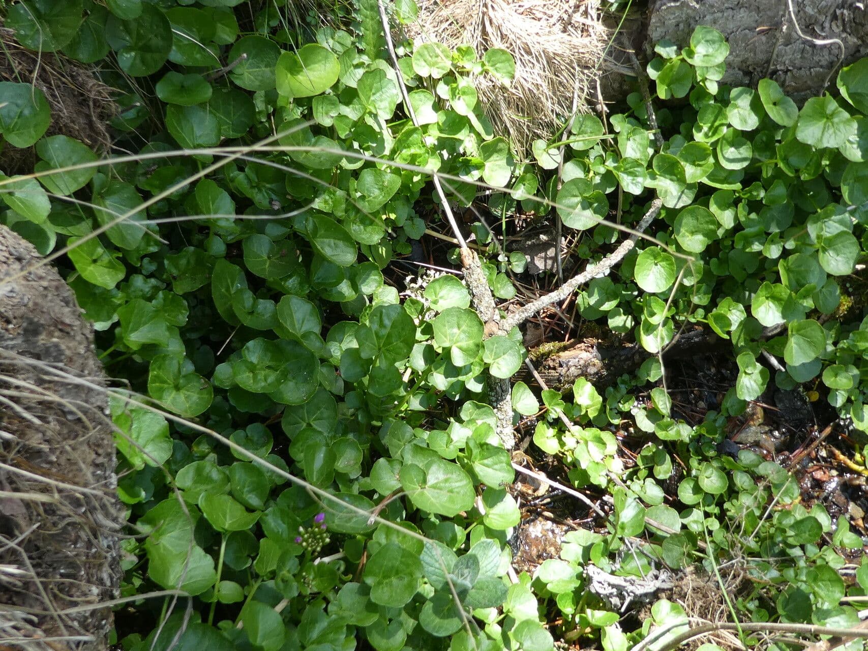 Purple flowers of Cardamine raphanifolia in bloom