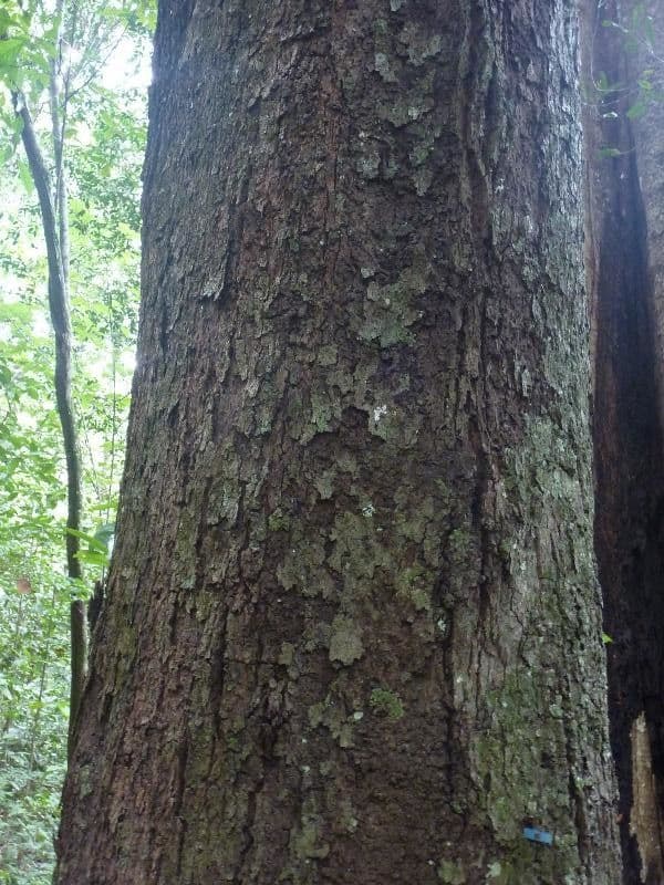 Bacuri-Baum mit dichtem gruenem Laub und charakteristischen goldenen Fruchten