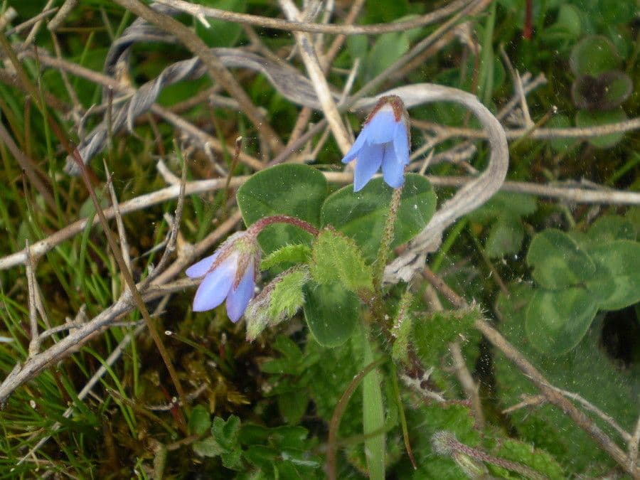Fleurs de Borago pygmaea