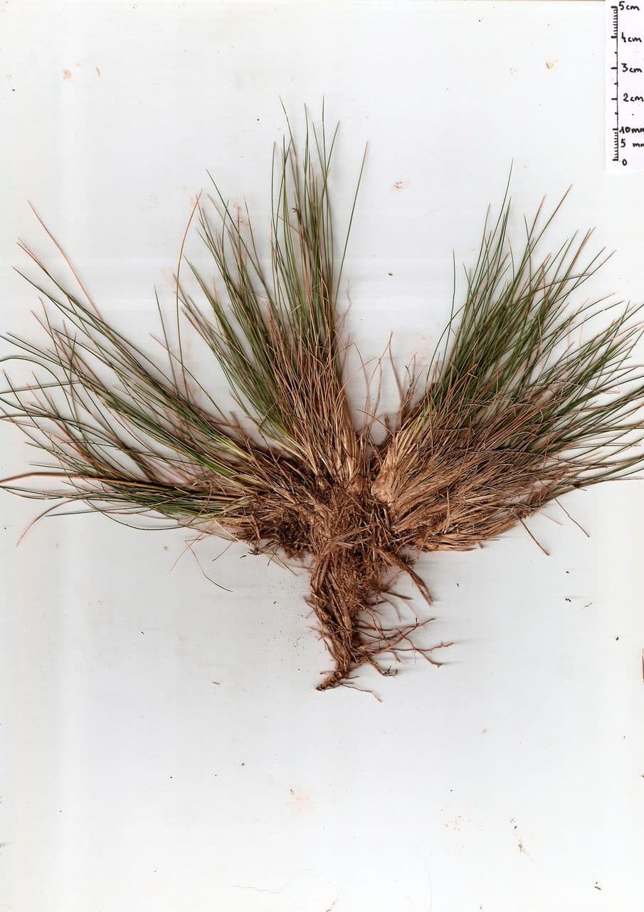 Curtis' Bent with delicate, thread-like flower panicles and growth form