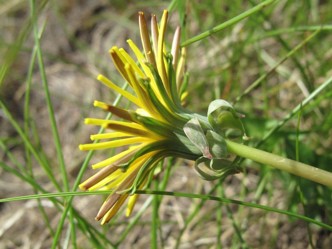 Hooded dandelion with inward-curled yellow ray florets and deep green basal rosette