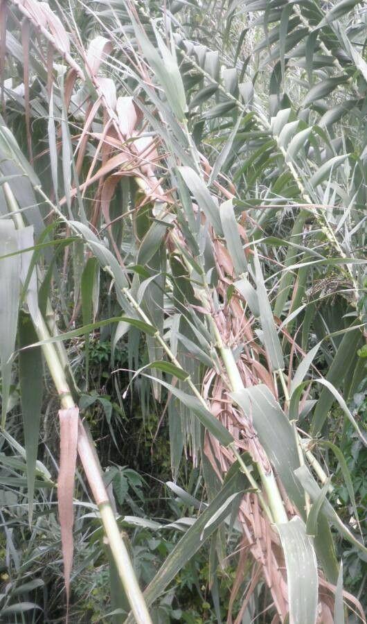 Pfahlrohr (Arundo donax) im Herbst voll entwickelt am Teichufer, mit silbrigen Wedeln im Wind