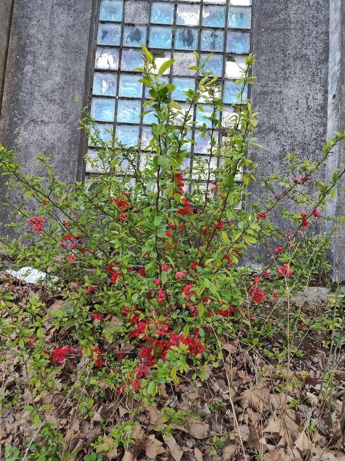 Chaenomeles speciosa in voller Blüte im zeitigen Frühjahr, mit leuchtend orangeroten Blüten an dornigen Zweigen