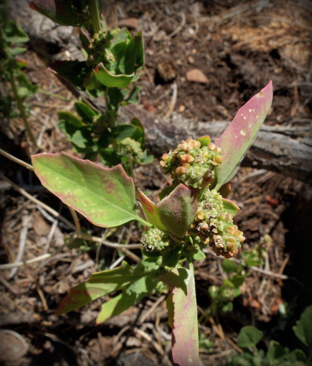Texaanse ganzenvoet in volle groei op een zonnige plek in de tuin