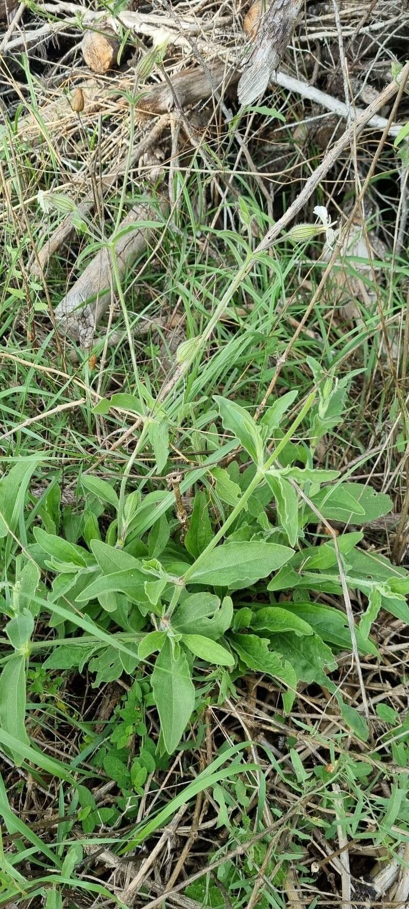 Silene dichotoma mit verzweigten Stengeln und kleinen Bluten
