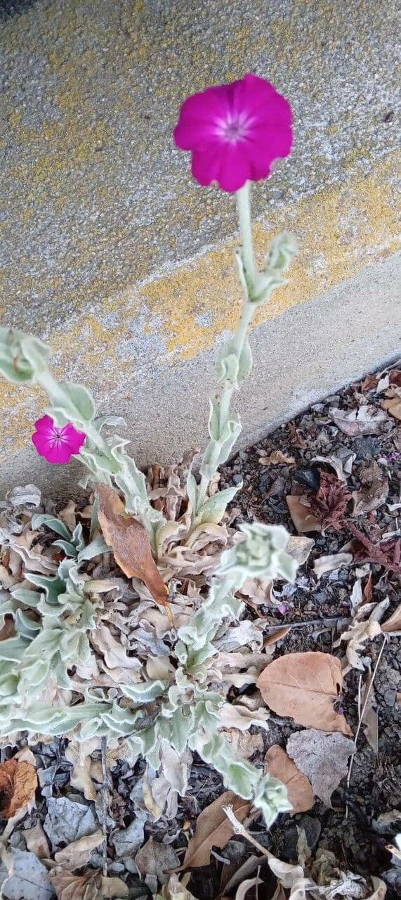 Silene coronaria mit magentafarbenen Bluten