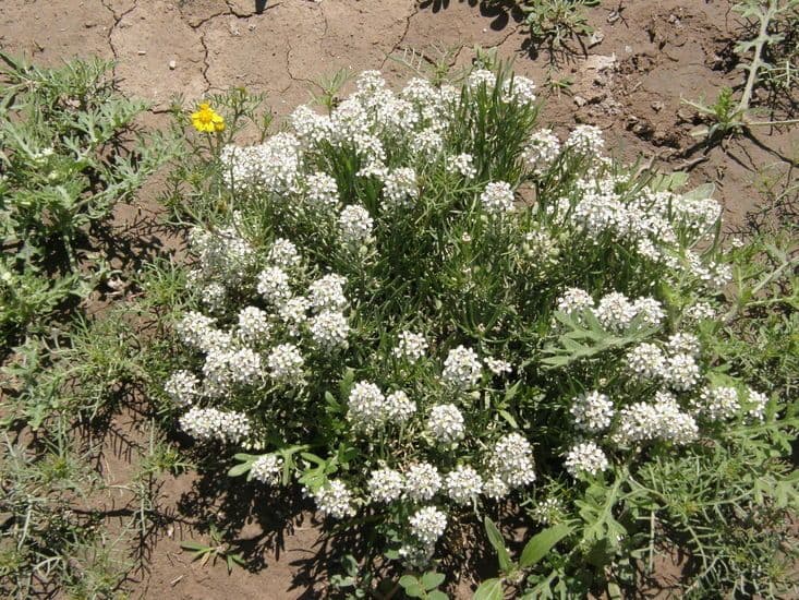 Lepidium alyssoides met kleine witte bloemtrossen op droge, kalksteenachtige mesa-bodem