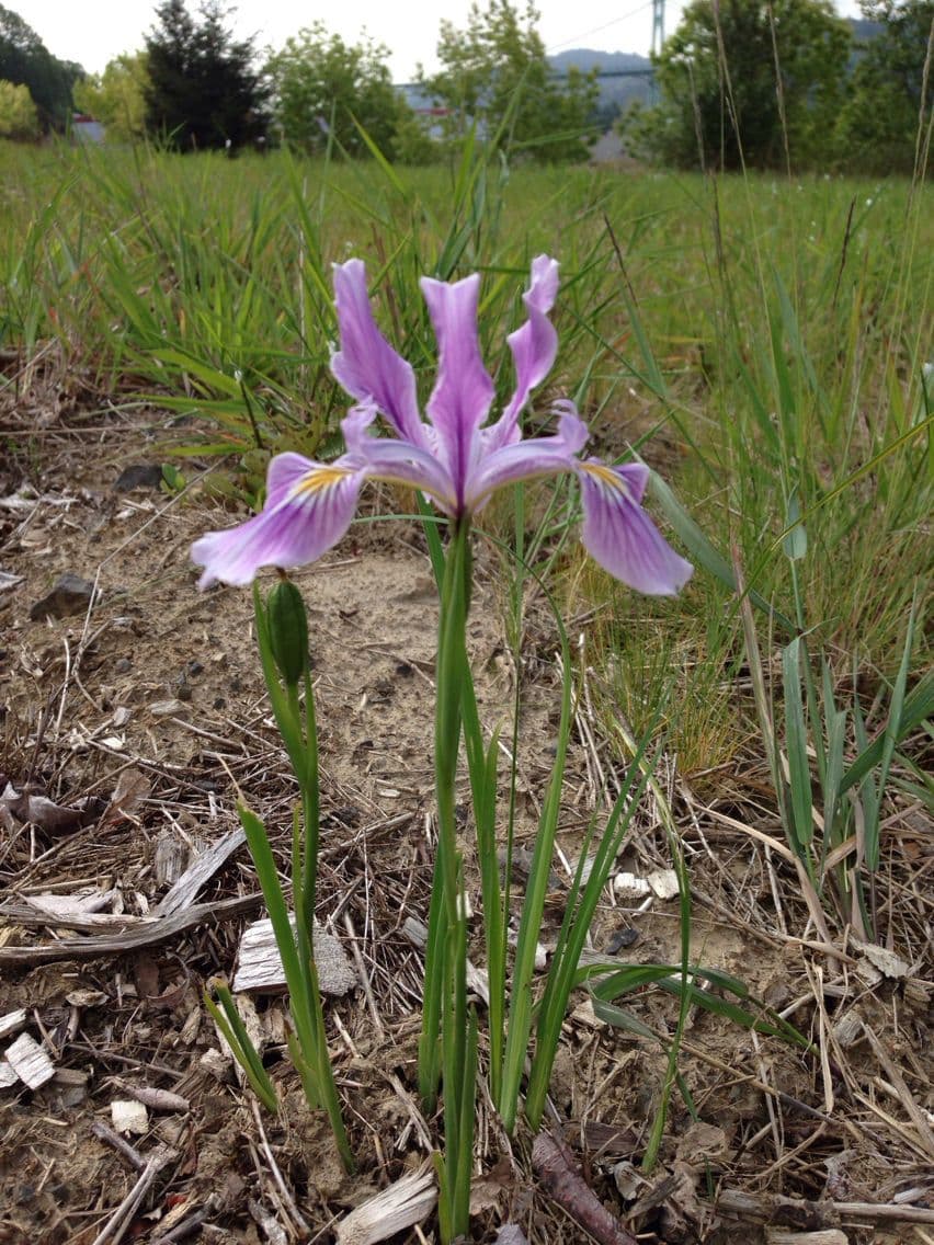 Purple and yellow flower of Iris tenax in natural setting