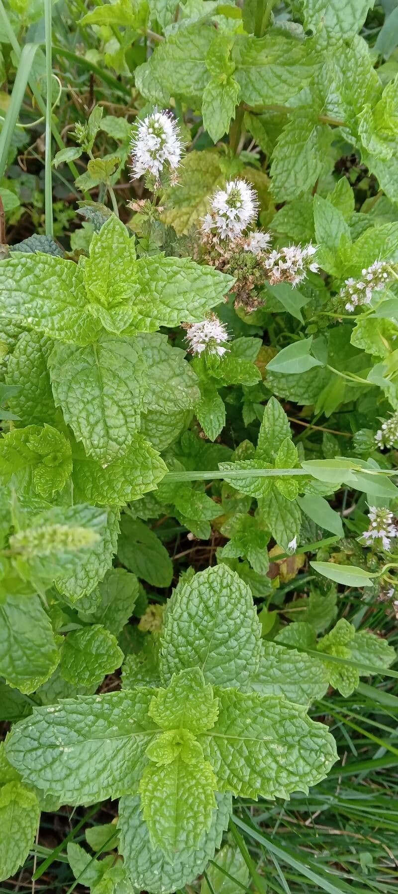 Menthe creusette aux feuilles veloutees vertes claires
