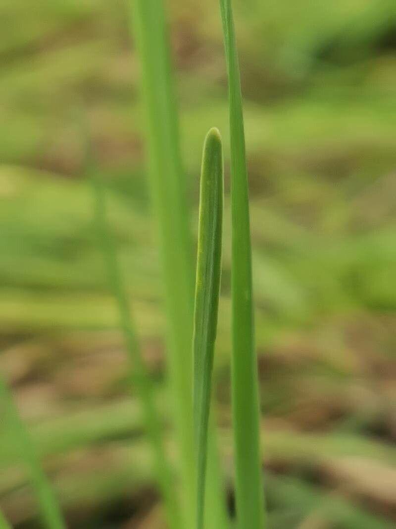 Ail odorant en pleine floraison avec de petites fleurs violettes dans un jardin ensoleillé