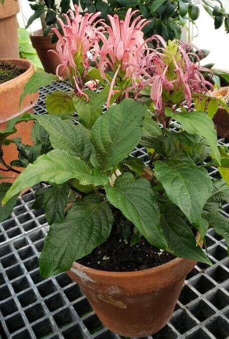 Justicia carnea with pink feathered flower clusters