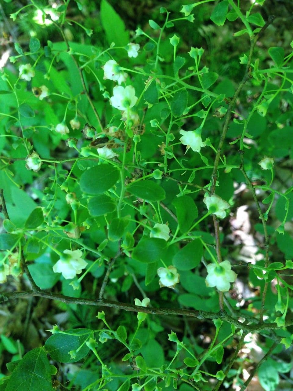 Arbuste southern gooseberry avec petites baies rouges et feuilles vertes