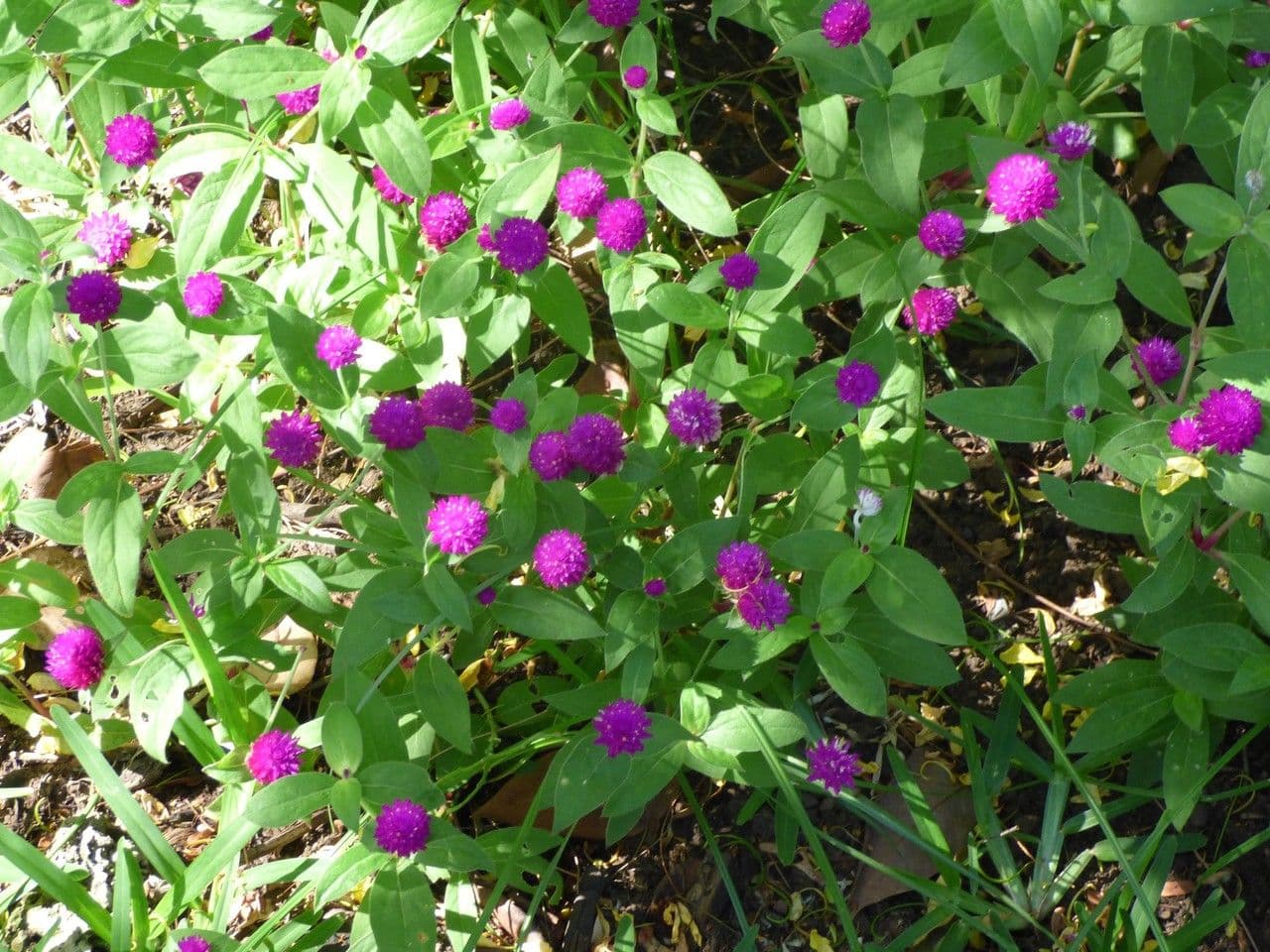 Gomphrena globosa met karakteristieke bolronde bloemhoofden in paars, roze en wit