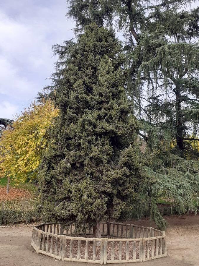Juniperus drupacea, un genévrier élancé au feuillage vert foncé et aux cônes violacés semblables à des prunes, installé dans un jardin sec et ensoleillé.