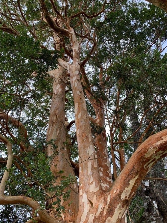 Luma apiculata avec son ecorce caracteristique brun-rouge et petites fleurs blanches