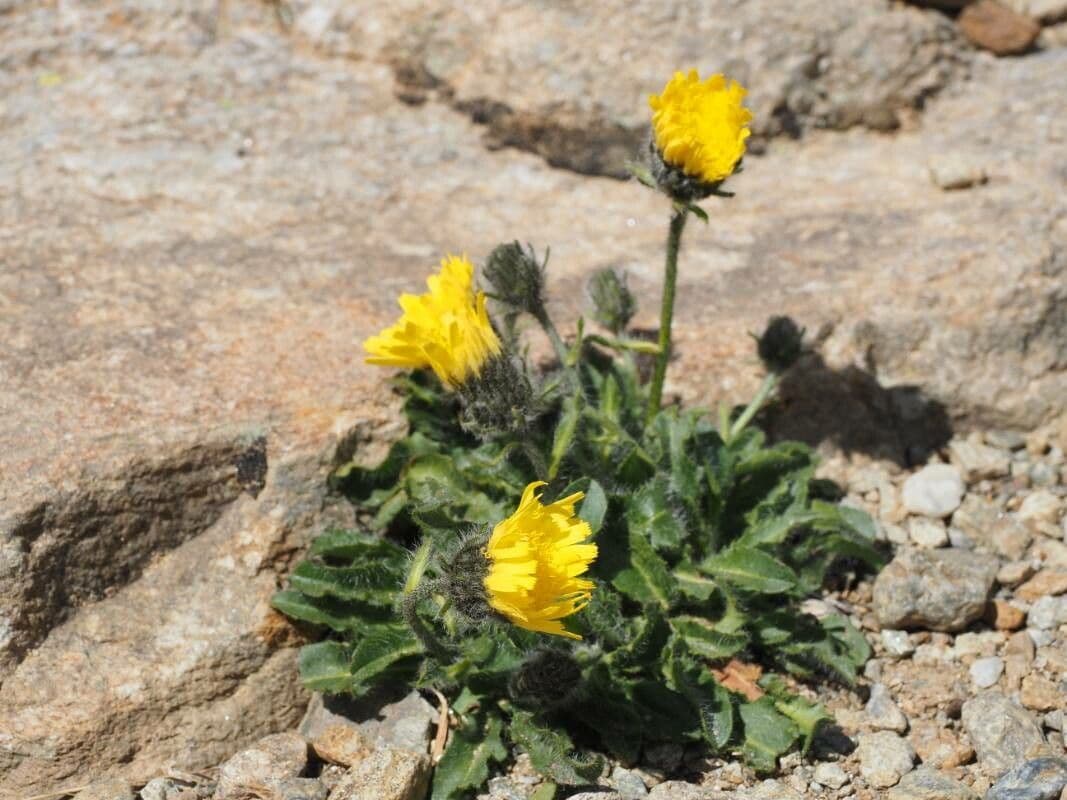 Hieracium alpinum met gele bloemen op bergweiden