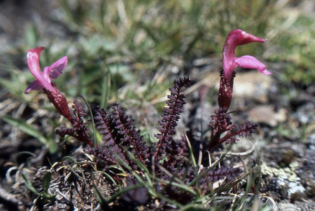 Pedicularis kerneri Pflanze mit charakteristischen purpurroten Bluten in Alpenlandschaft