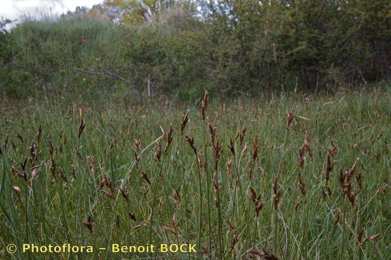 Carex colchica in natural setting with gracefully arching foliage along a stream bank