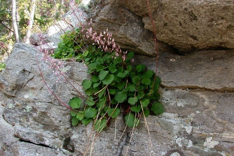 Jack-o'the-rocks met rode tinten in bladeren en roze bloemen