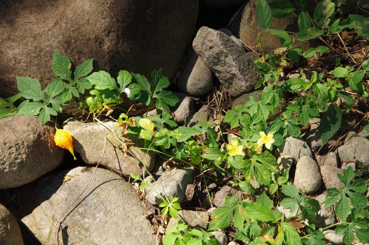 Momordica charantia bittermeloen plant met karakteristieke vruchten