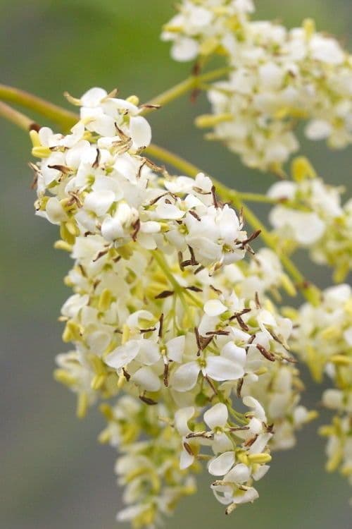 Fraxinus dipetala flowers in white and pink tones in spring