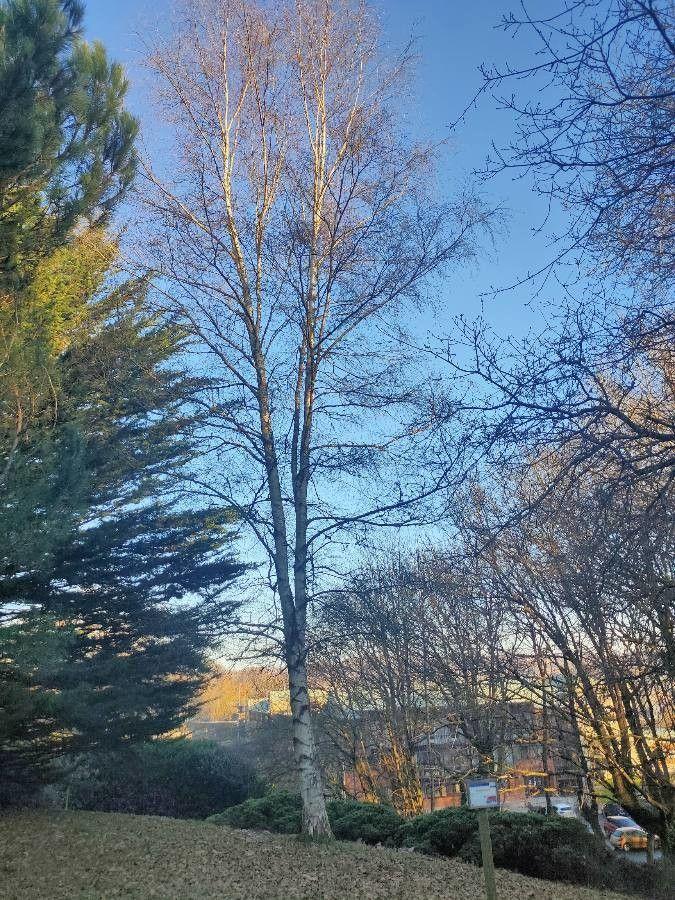 White birch tree with smooth white bark and fluttering leaves in natural woodland setting