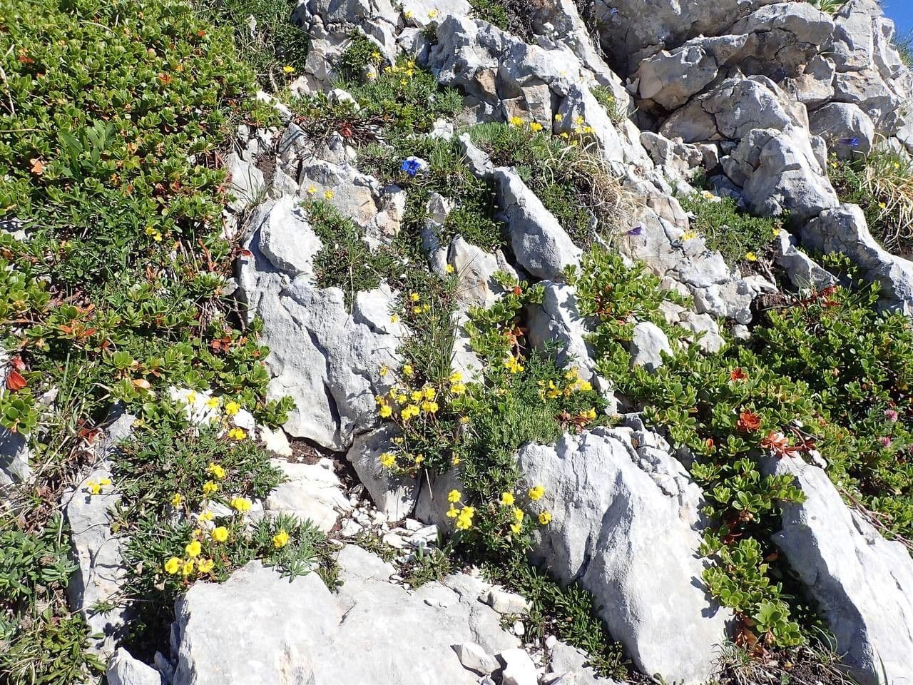 Helianthemum oelandicum grijze zonneroosje met gele bloemen