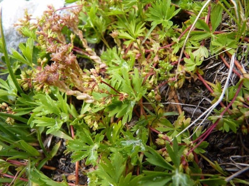 Alchemilla pentaphyllea Schneetälchen-Frauenmantel in feuchter alpiner Umgebung