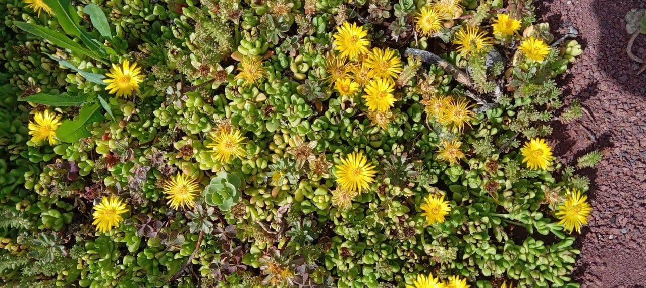 Delosperma nubigenum Sukkulente mit orangenen Bluten