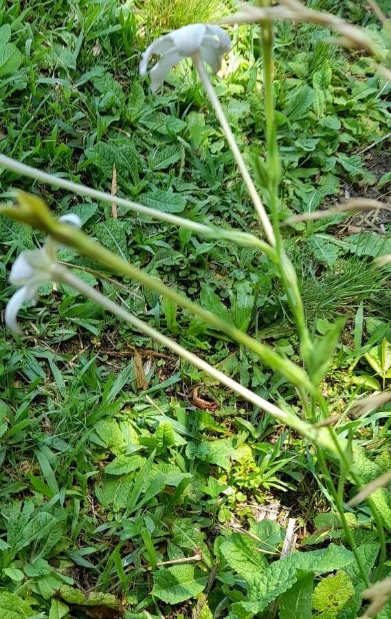 Long-flower tobacco with long slender white and pink flowers