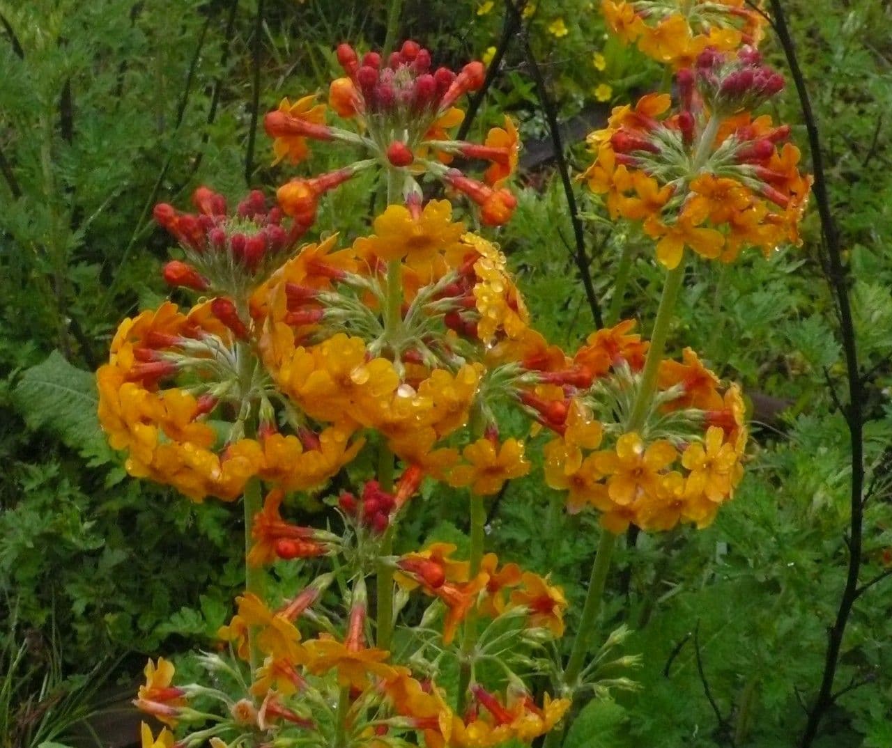 Primula candélabre avec fleurs orange-rouge