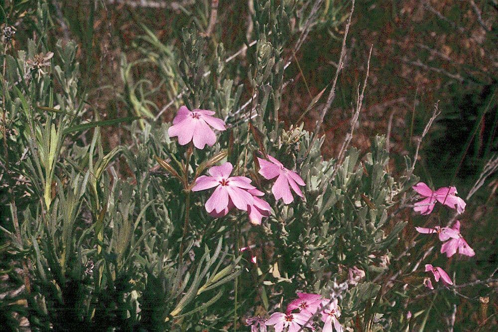 Bush phlox avec ses fleurs roses brillantes en pleine floraison
