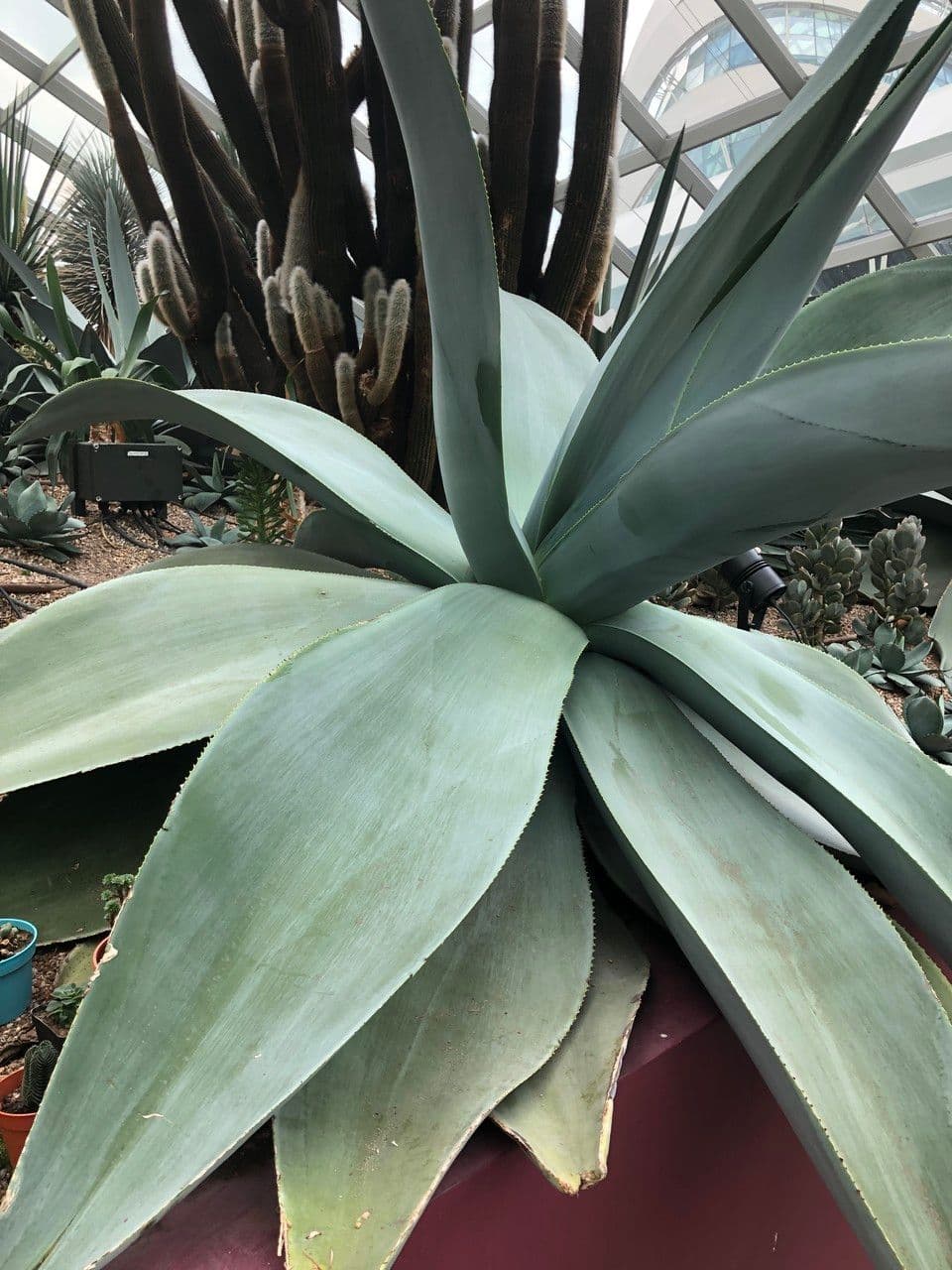 Agave guiengola plant with silvery-gray leaves