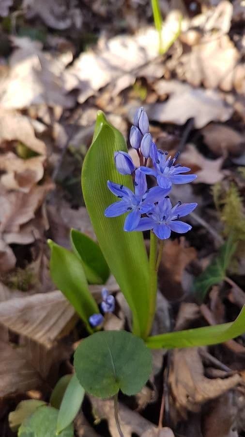 Scilla bifolia mit sternformigen blauen Bluten im Fruhling