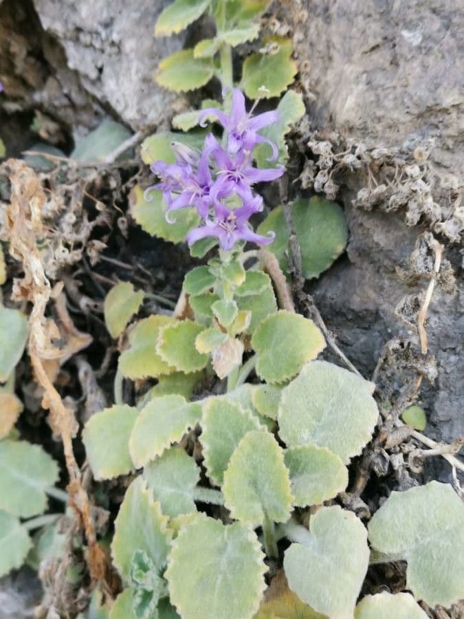 Campanula elatinoides clocher de Lombardie avec fleurs bleues delicates