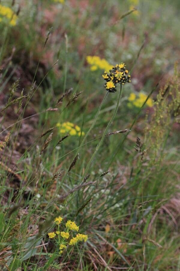 Piloselle en cyme avec fleurs jaunes disposees en cythe