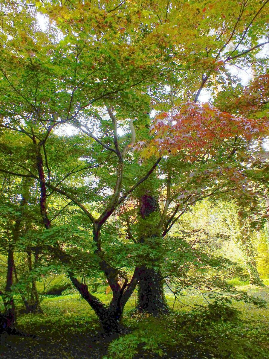 Acer pictum mit seinen charakteristischen gemalten Blattern
