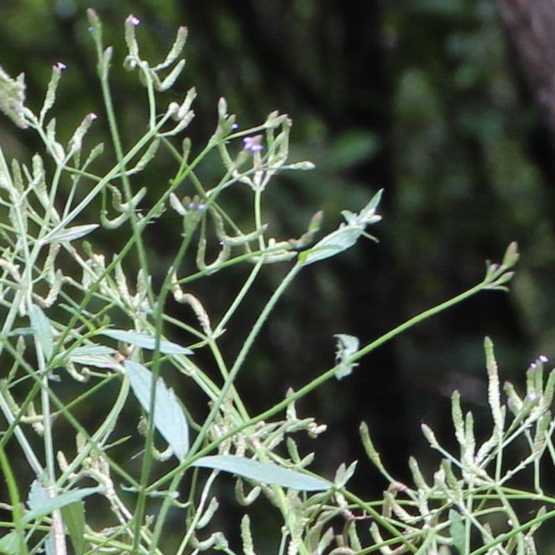 Verbena litoralis Bluten und Wuchsform wahrend der Bluezeit