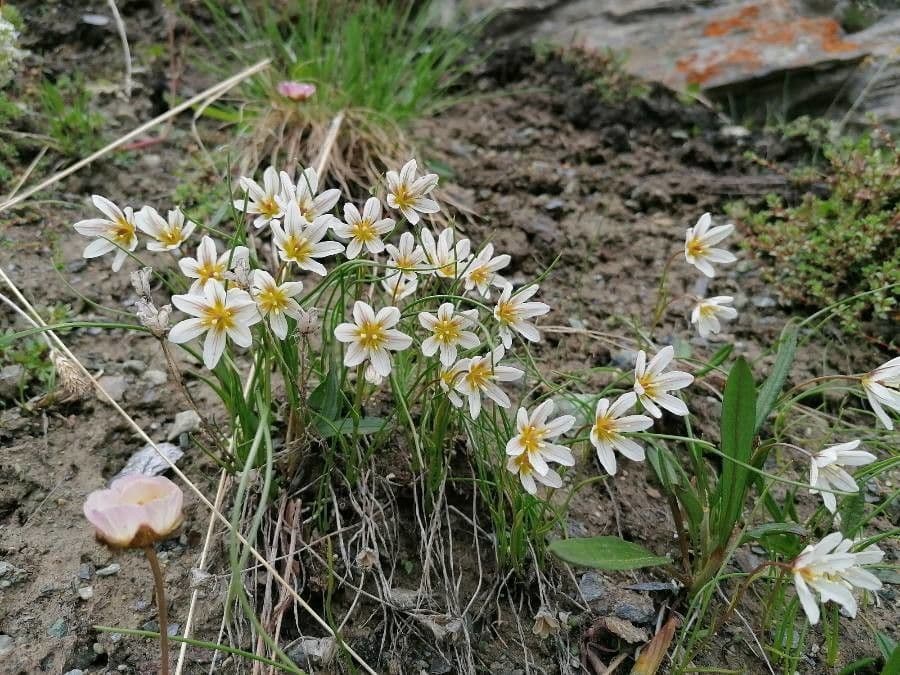 Gagea serotina yellow flowers