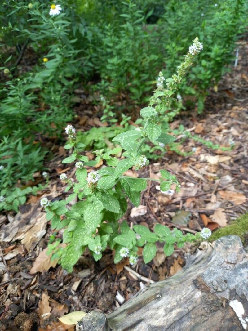 Kanadische Minze wächst im Garten