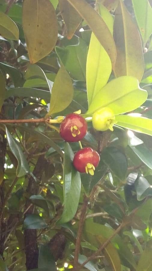 Eugenia brasiliensis grumichama tree with dark red fruit clusters