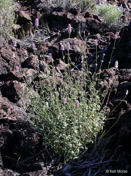 Agastache parvifolia avec de denses epis de fleurs rouges et ses petites feuilles aromatiques au soleil californien