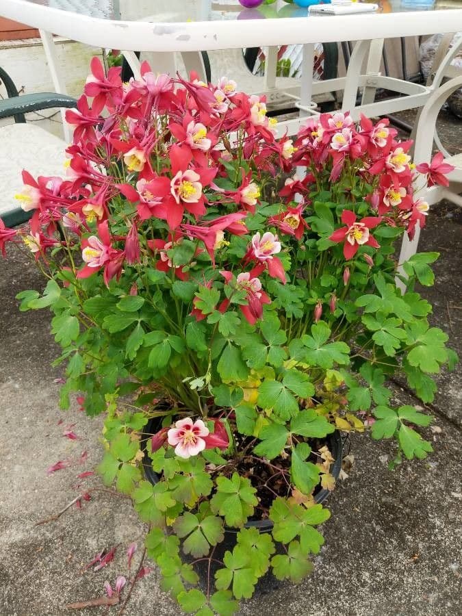 Aquilegia canadensis in red bloom