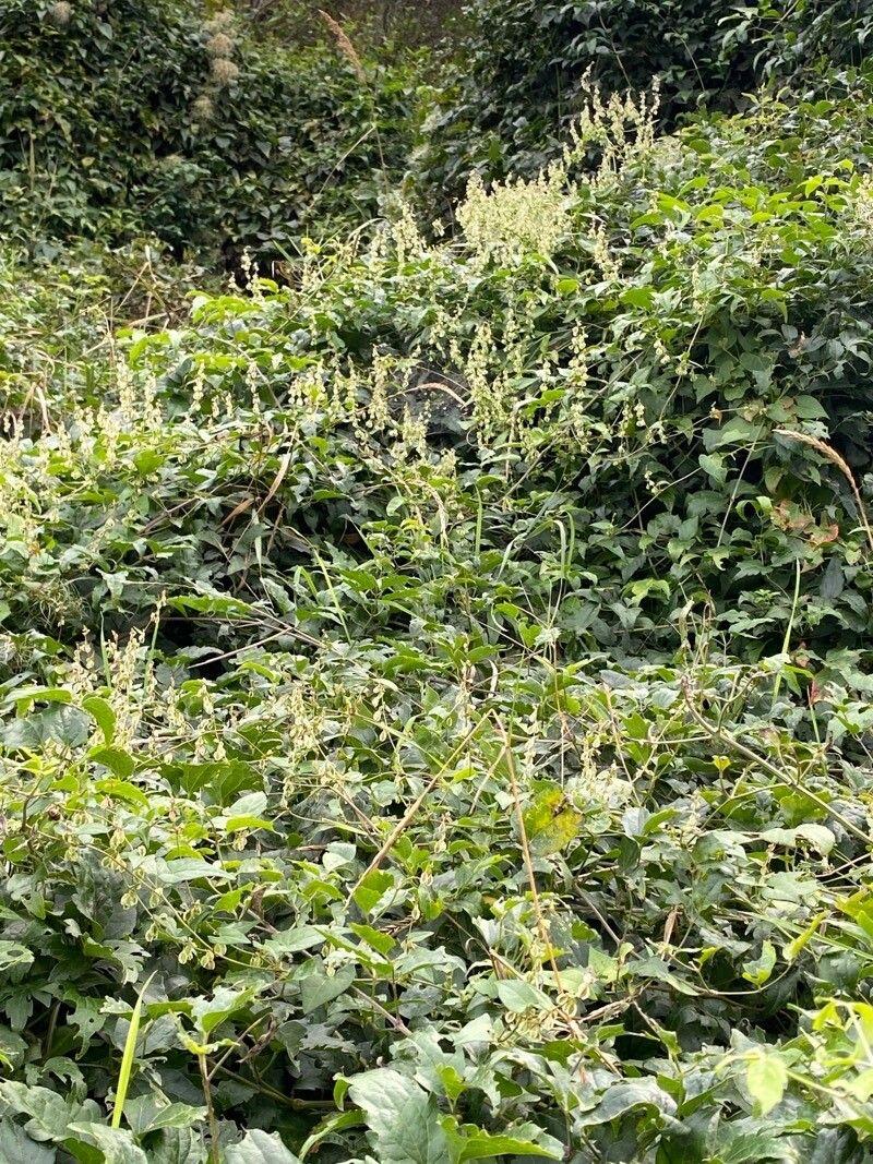Hecken-Flügelknöterich in voller Blüte an einem Holzzaun im Herbst
