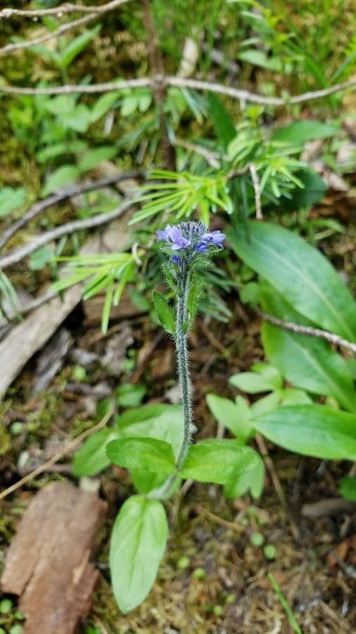Veronica wormskjoldii met blauwe bloemen op alpiene ondergrond